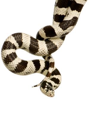 Corn Snake Care Guide - SnakeTracks.com