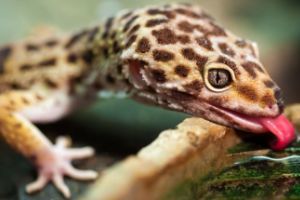 Wild Leopard Gecko