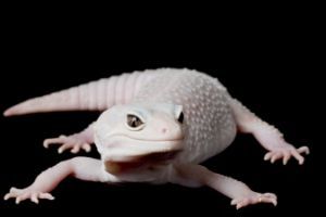 super snow blazing blizzard leopard gecko