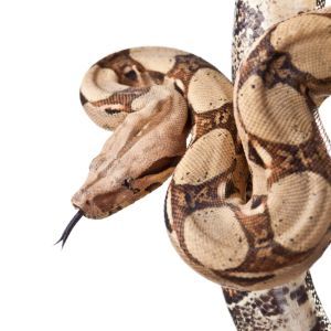 Boa Constrictor