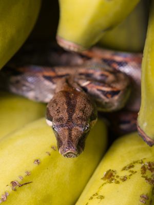 Boa Constrictor on bananas