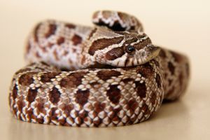 Hognose snake curled up