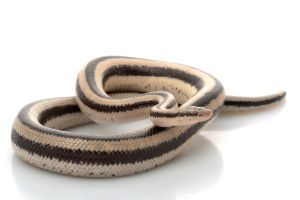 San Ignacio Rosy Boa