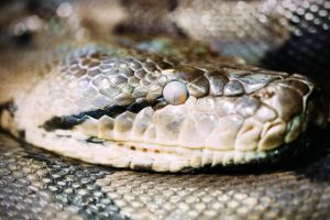 Reticulated Python