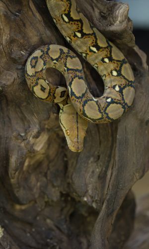 Reticulated Python