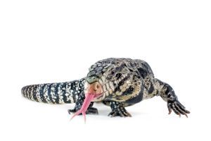 Argentine Tegu