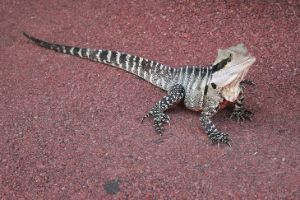 australian water dragon pet