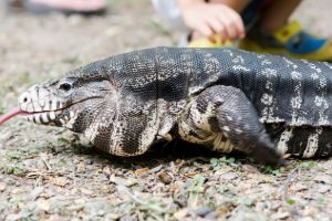 black & white argentine tegu