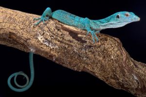 Varanus prasinus (Green Tree Monitor)