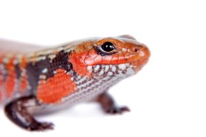 Fire Skink Close up