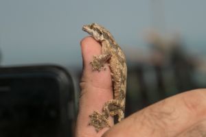 Kuhl’s Parachute Gecko