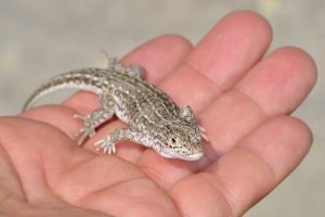 Racerunner Lizard