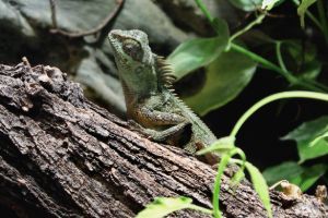 Mountain Horned Dragon Acanthosaura_capra