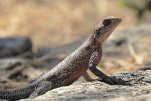 common agama