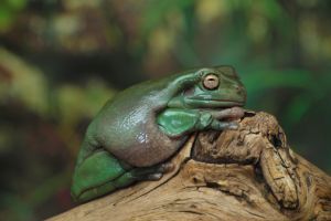 Dumpy Tree Frog on a branch