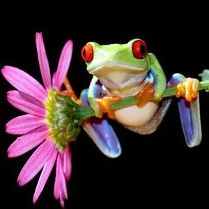 Red Eyed Tree Frog hanging on purple flower